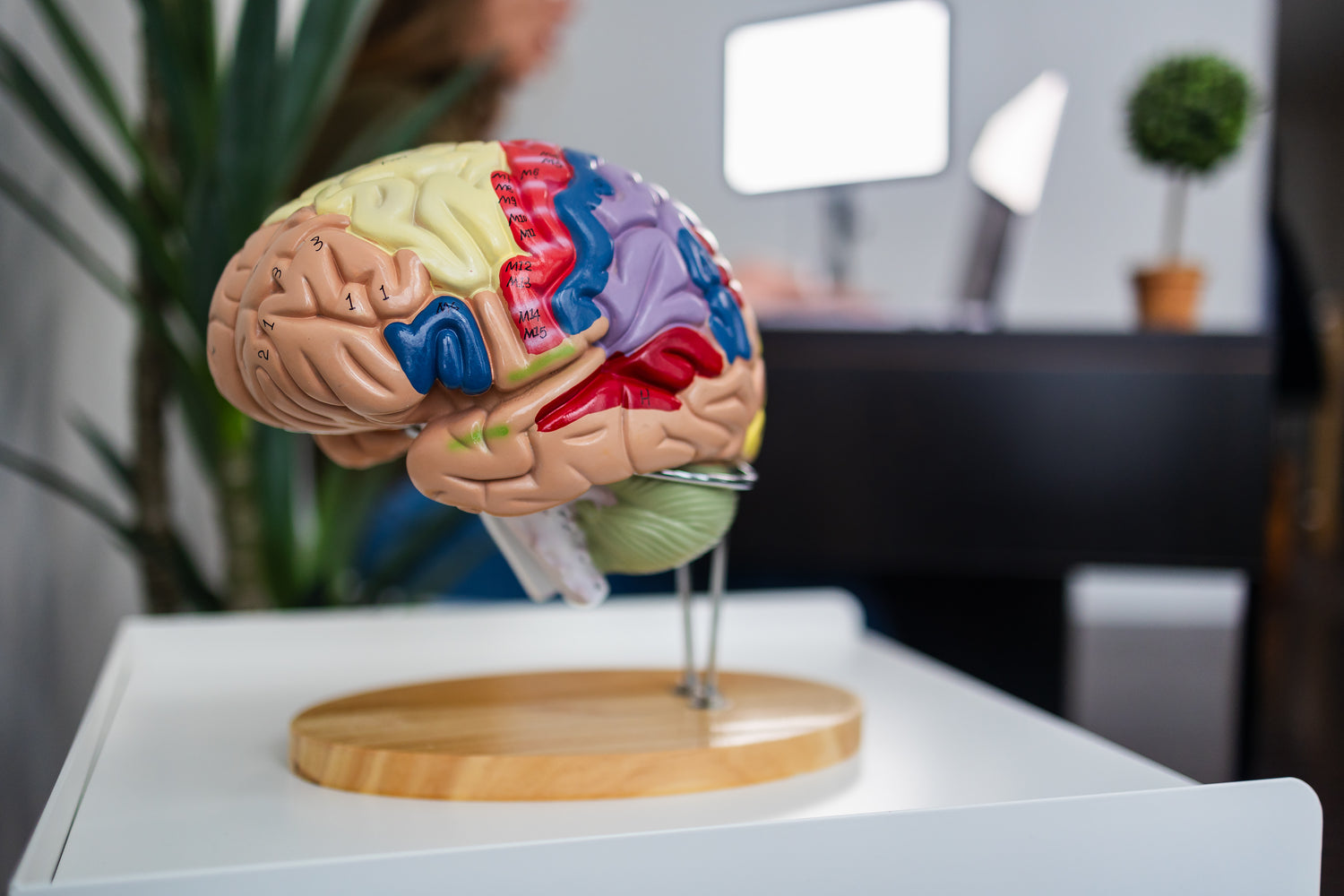 NeurodIdActe et le cerveau: cours de préparation au TECFÉE